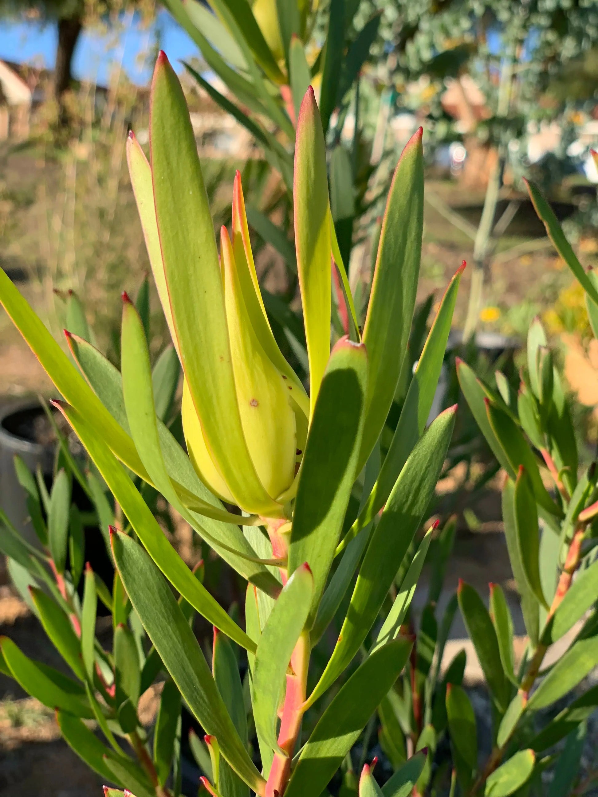 Leucadendron 'Inca Gold' - Bonte Farm