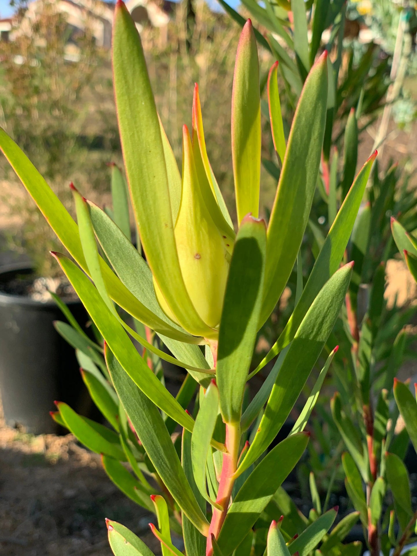 Leucadendron 'Inca Gold' - Bonte Farm