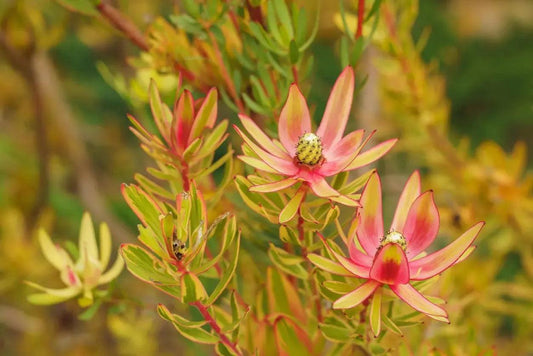 Leucadendron 'Jester' | Colorful Charm Foliage Protea Plants - Bonte Farm