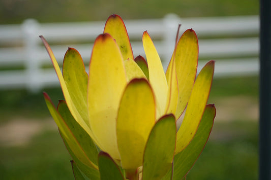 Leucadendron 'Safari Goldstrike' | variegated foliage, golden-yellow blooms My Store