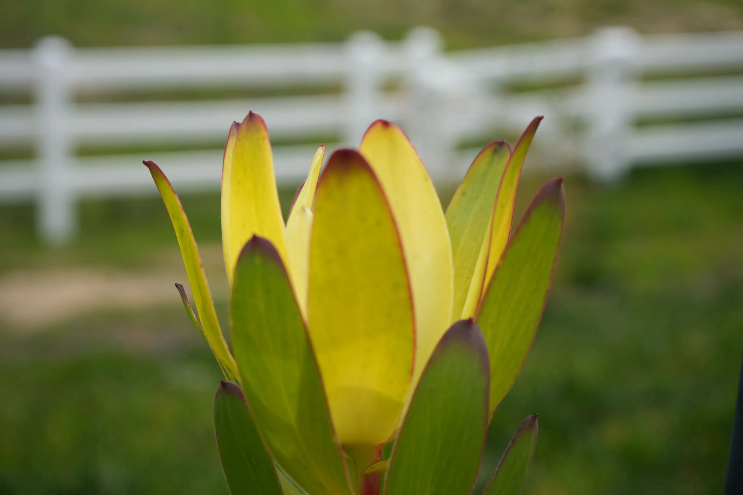 Leucadendron 'Safari Goldstrike' | variegated foliage, golden-yellow blooms My Store