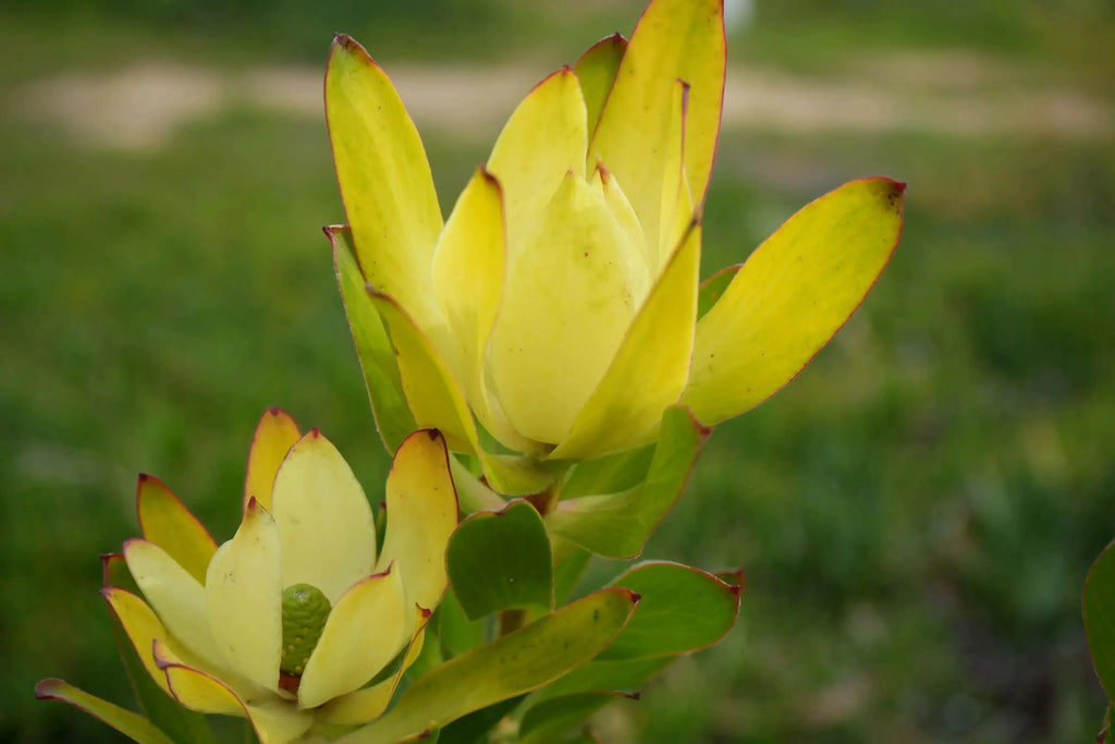 Leucadendron Safari Goldstrike variegated foliage with golden yellow blooms outdoors