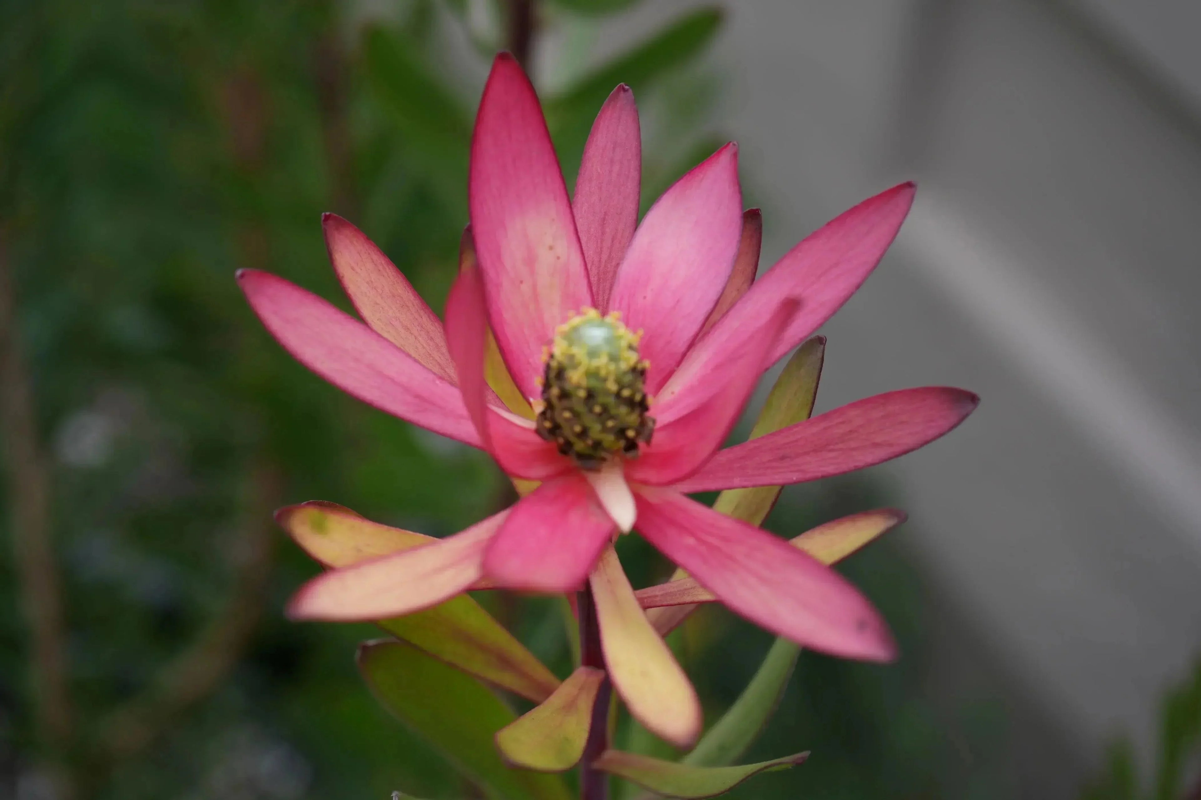 Leucadendron Safari Sunset with burgundy petals and green foliage outdoors