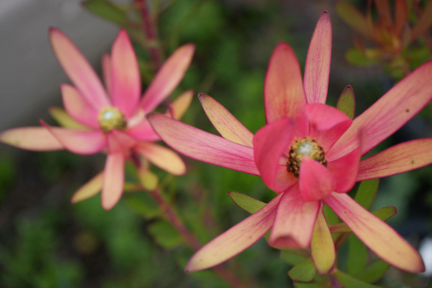 Leucadendron Safari Sunset | burgundy foliage, matures in orange-red-yellow - Bonte Farm