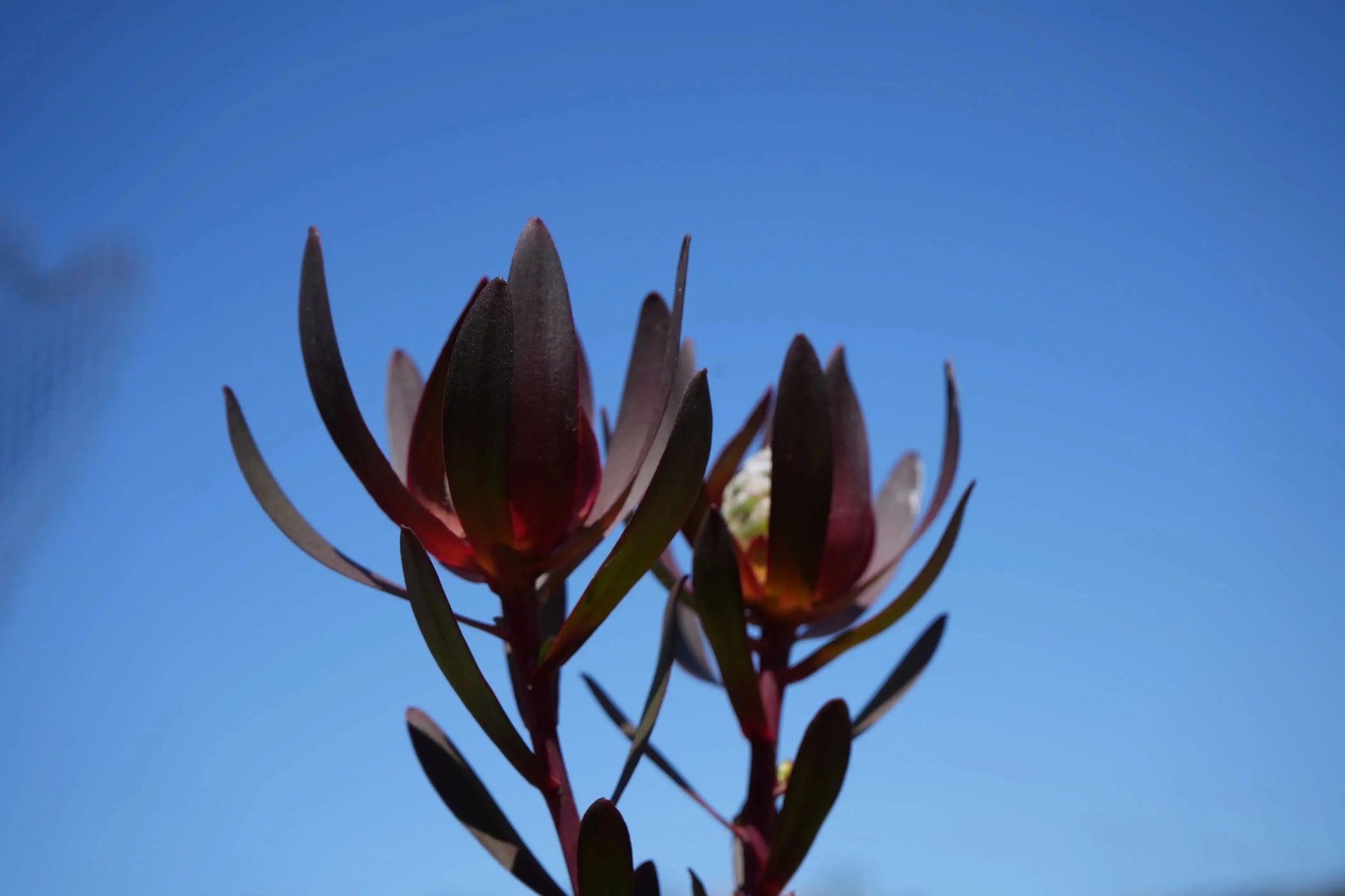 Leucadendron Safari Sunset | burgundy foliage, matures in orange-red-yellow - Bonte Farm