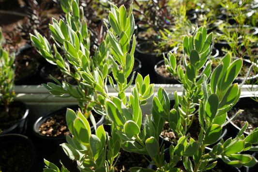 Leucadendron discolor 'Pom Pom': A Fluffy, Fun Addition to Your Garden Bonte Farm