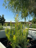 Leucadendron galpinii Silver Cone protea plant in pot outdoors under sunlight