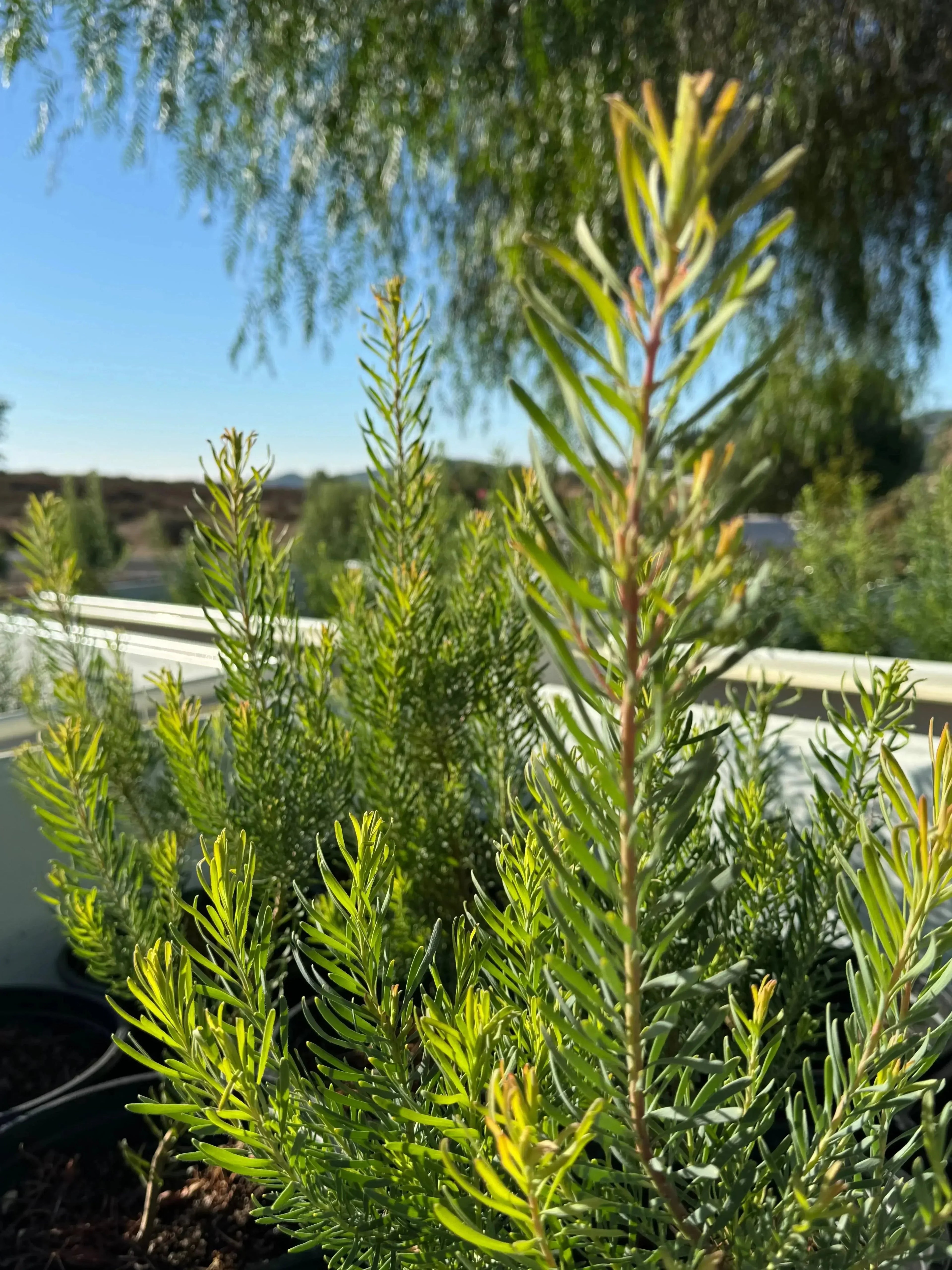 Leucadendron galpinii Silver Cone protea plant with green foliage in outdoor sunlight