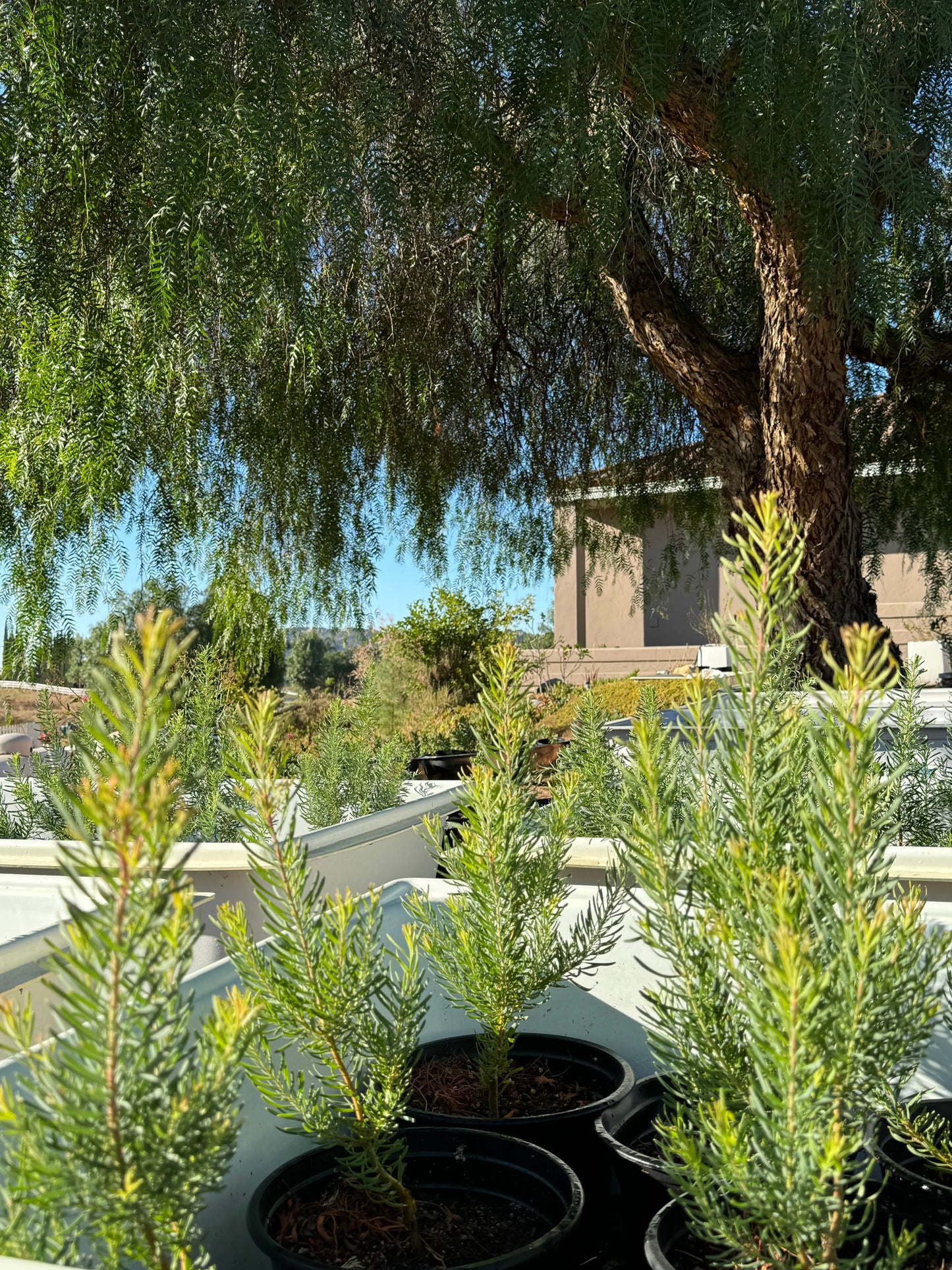 Leucadendron galpinii 'Silver Cone' | protea plants Bonte Farm