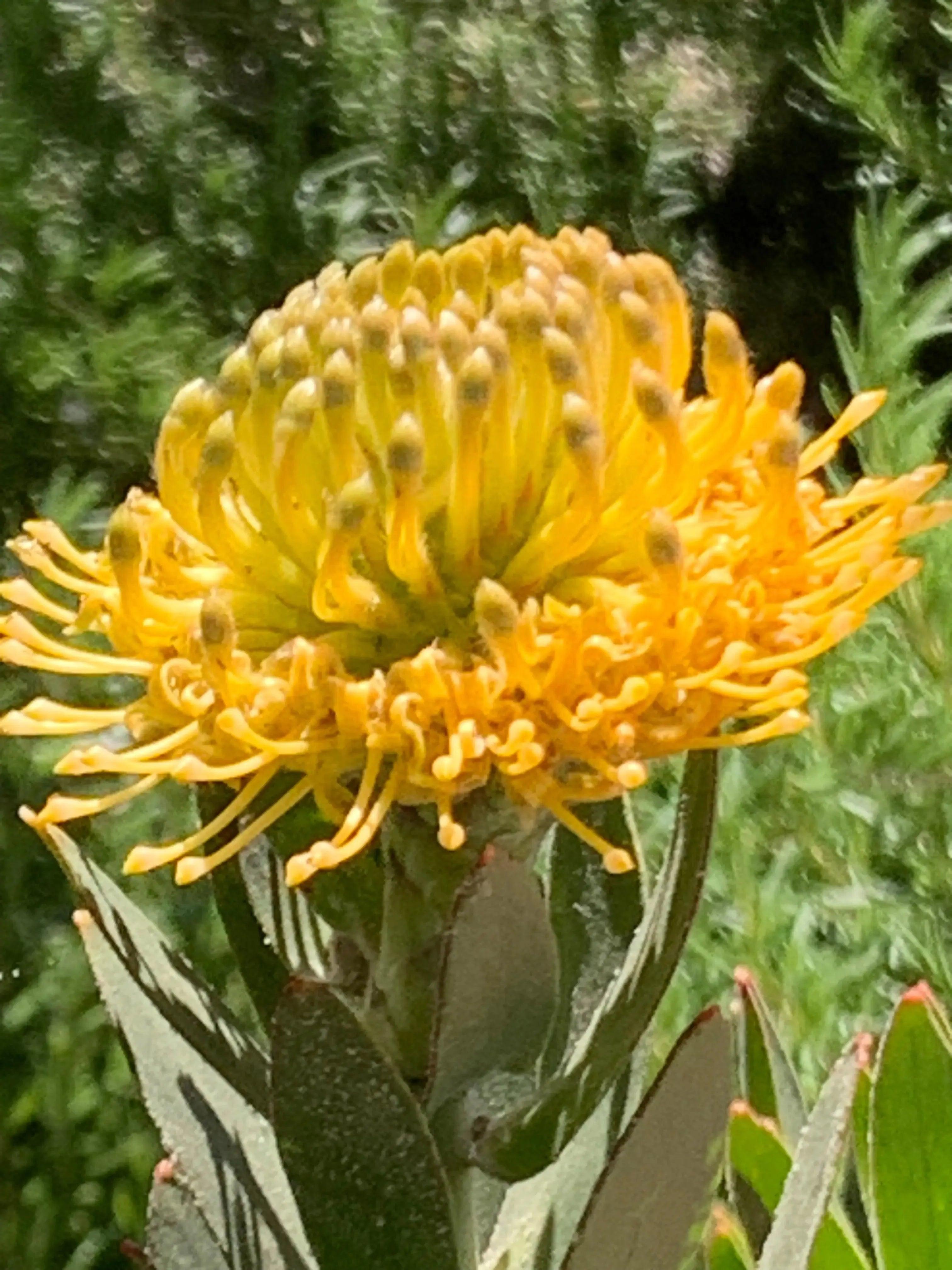 Leucospermum 'Goldie' - Unique Gold Bloom Pincushion Plant – Bonte Farm