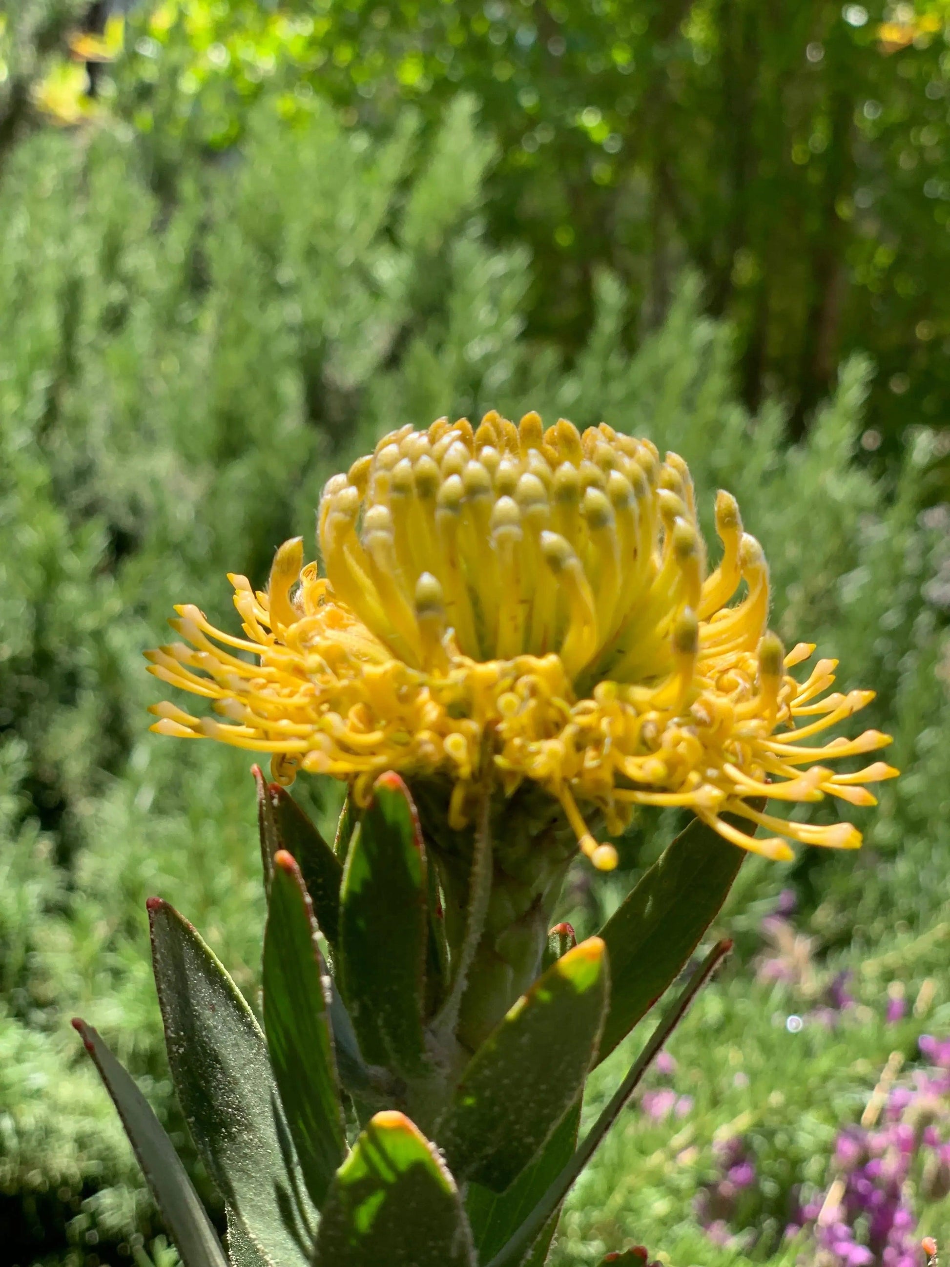 Leucospermum 'Goldie' - Unique Gold Bloom Pincushion Plant – Bonte Farm