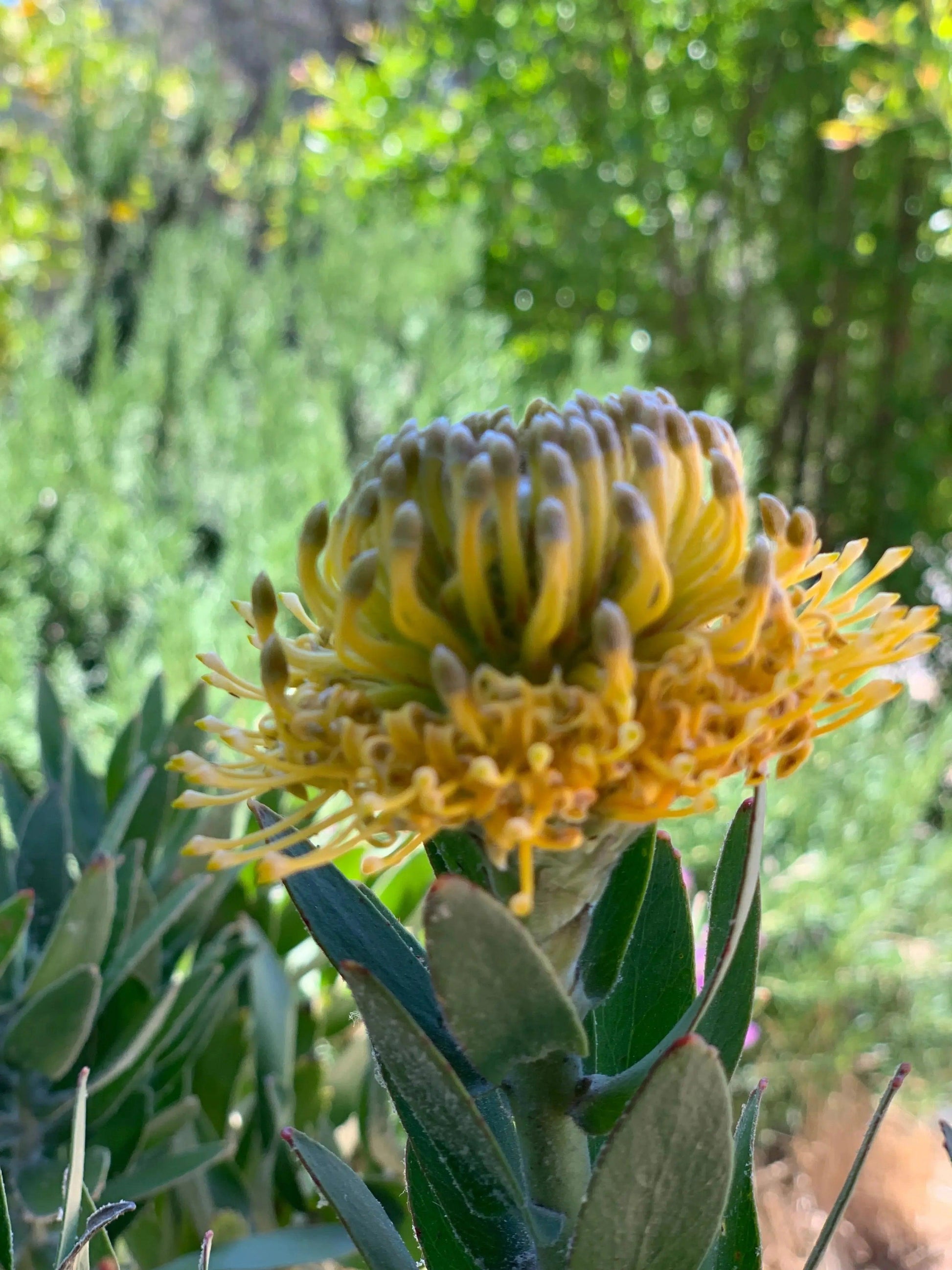 Leucospermum 'Goldie' - Unique Gold Bloom Pincushion Plant – Bonte Farm