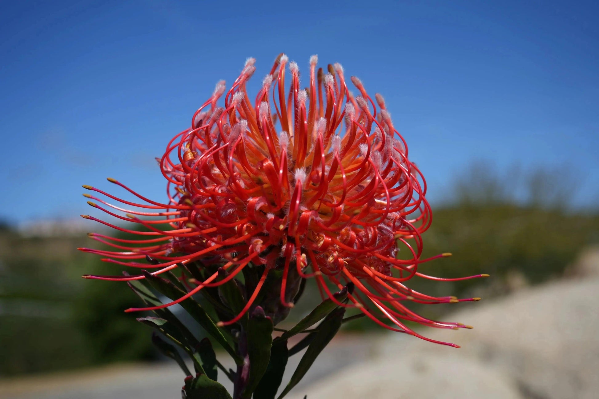 Leucospermum 'Brandi de la Cruz' | orange-red pincushion blooms - Bonte Farm