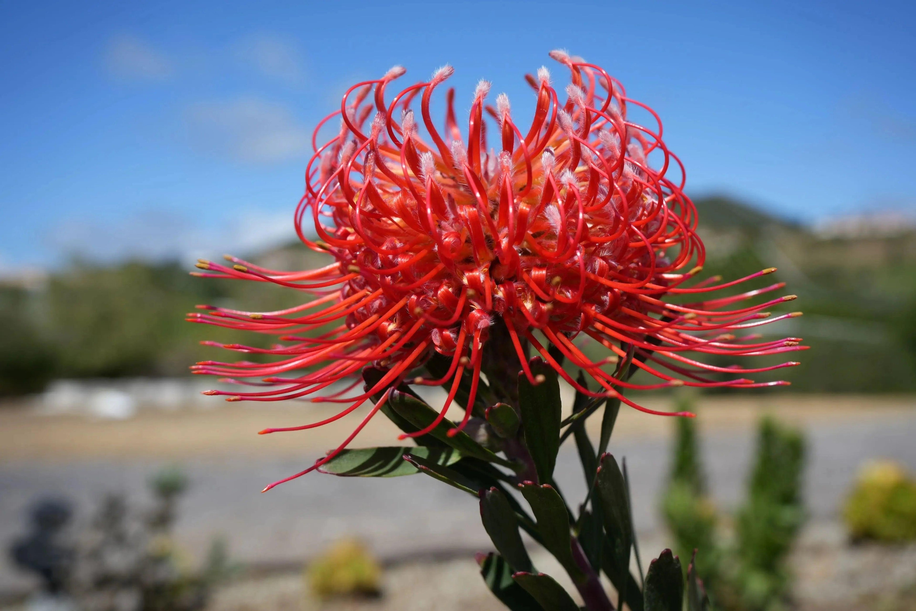 Leucospermum 'Brandi de la Cruz' | orange-red pincushion blooms - Bonte Farm