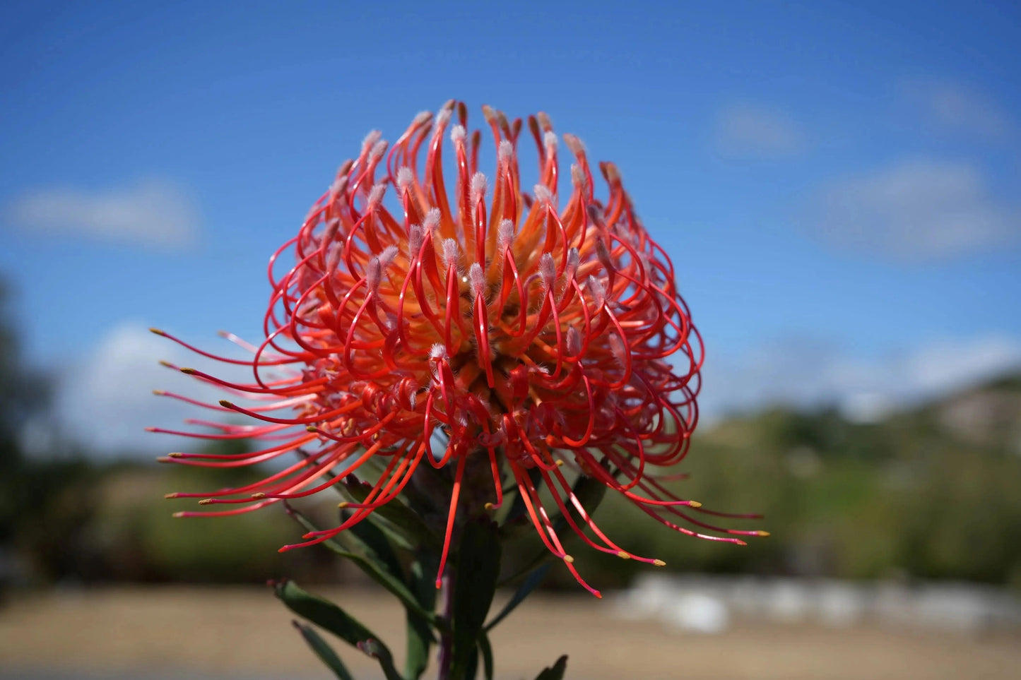 Leucospermum 'Brandi de la Cruz' | orange-red pincushion blooms - Bonte Farm
