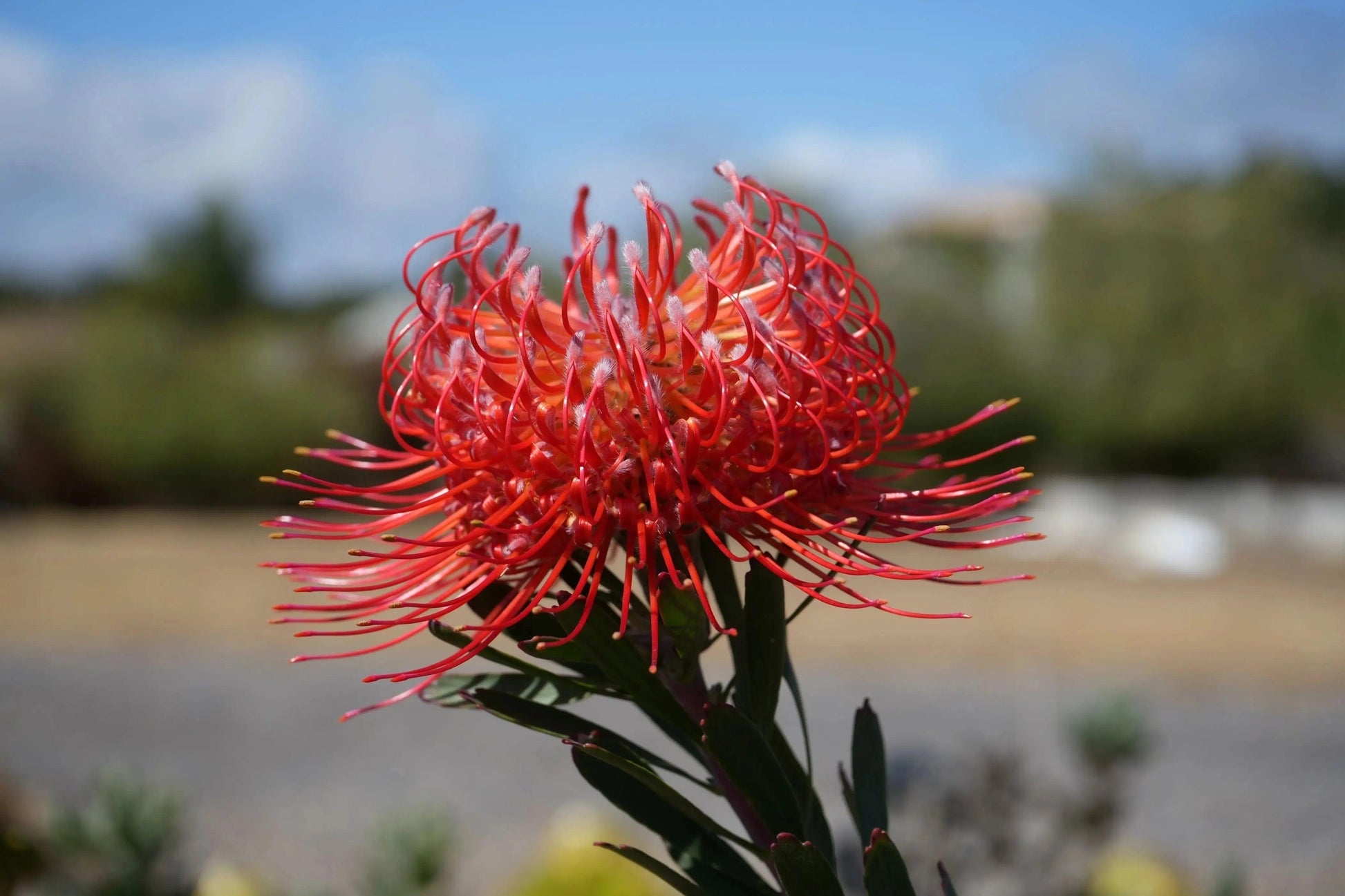 Leucospermum 'Brandi de la Cruz' | orange-red pincushion blooms - Bonte Farm
