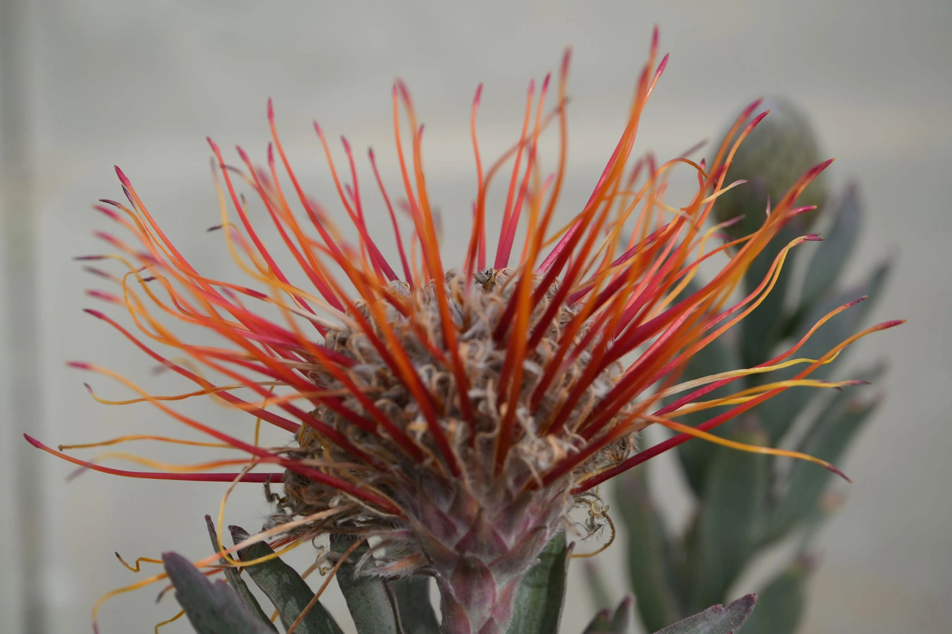 Leucospermum 'Hawaiian Yellow' | red-gold pincushion blooms - protea plants My Store