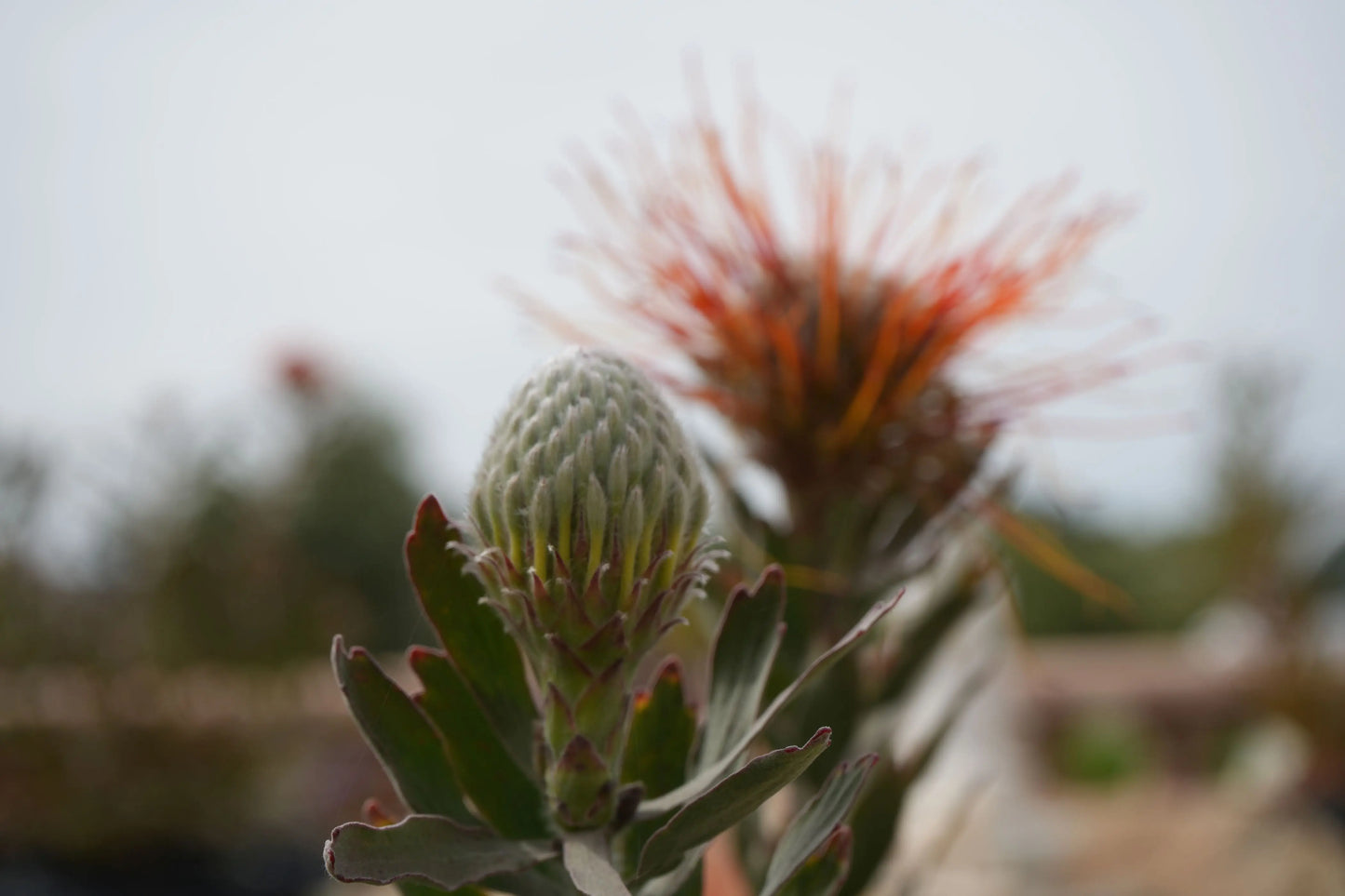 Leucospermum 'Hawaiian Yellow' | red-gold pincushion blooms - protea plants My Store