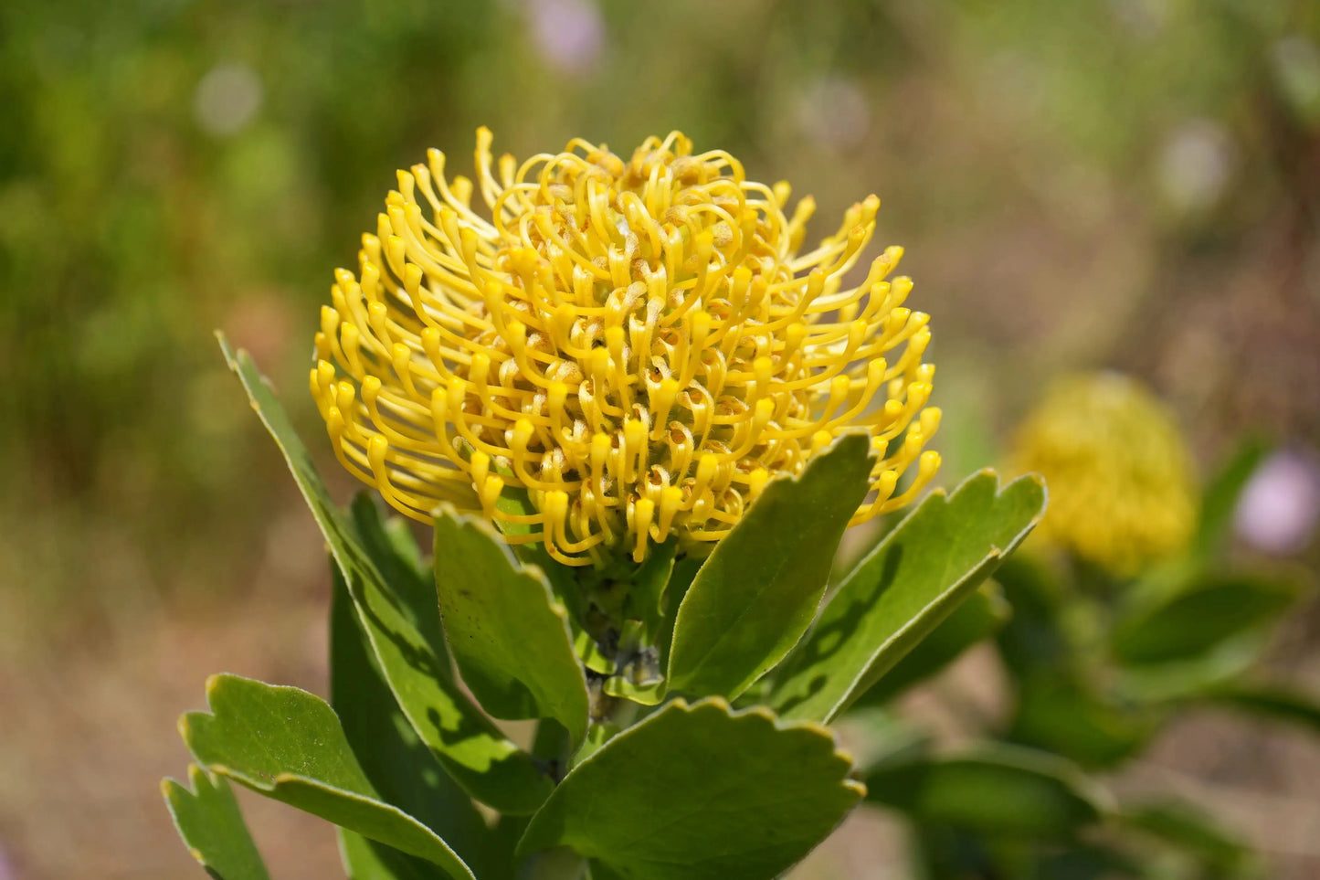 Leucospermum 'High Gold' | lemon pincushion blooms - protea plants - Bonte Farm