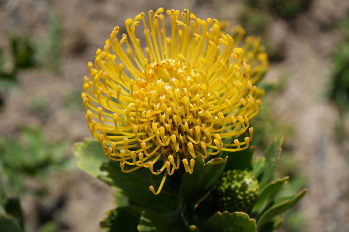 Leucospermum 'High Gold' | lemon pincushion blooms - protea plants - Bonte Farm