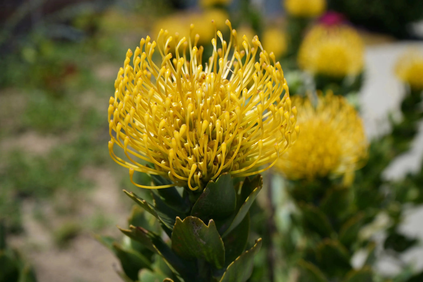 Leucospermum 'High Gold' | lemon pincushion blooms - protea plants - Bonte Farm