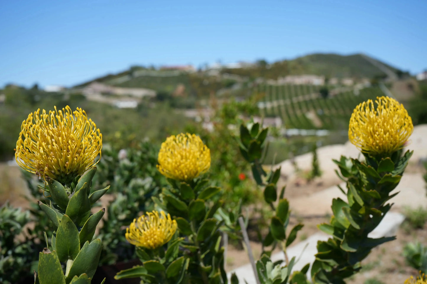 Leucospermum 'High Gold' | lemon pincushion blooms - protea plants - Bonte Farm