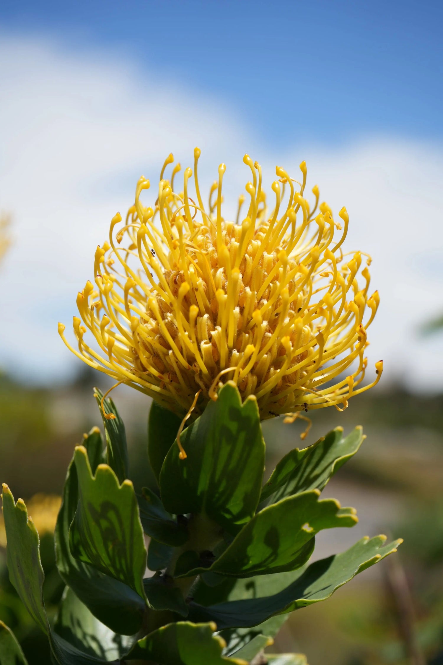 Leucospermum 'High Gold' | lemon pincushion blooms - protea plants My Store