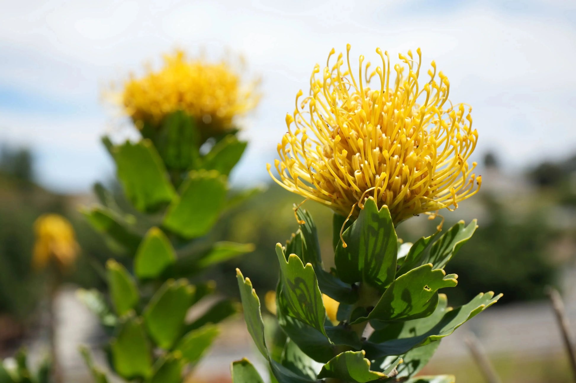 Leucospermum 'High Gold' | lemon pincushion blooms - protea plants - Bonte Farm