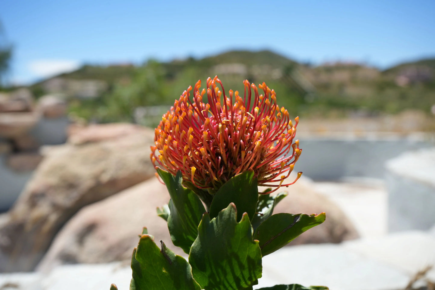 Leucospermum 'Sunrise' | sunrise-like flower clusters pincushion protea plants My Store