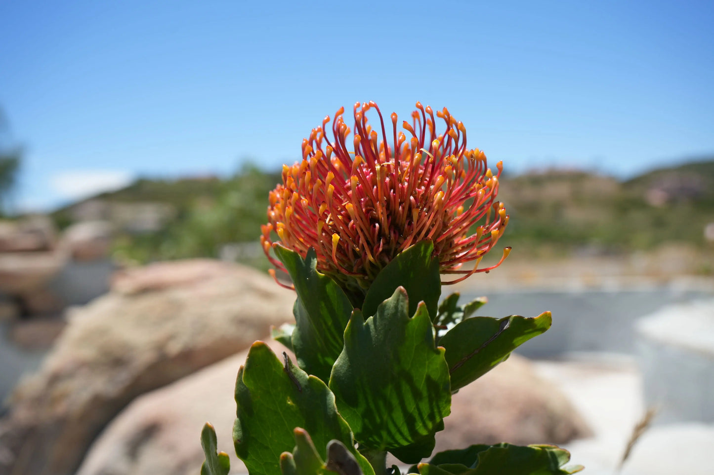 Leucospermum 'Sunrise' | sunrise-like flower clusters pincushion protea plants My Store