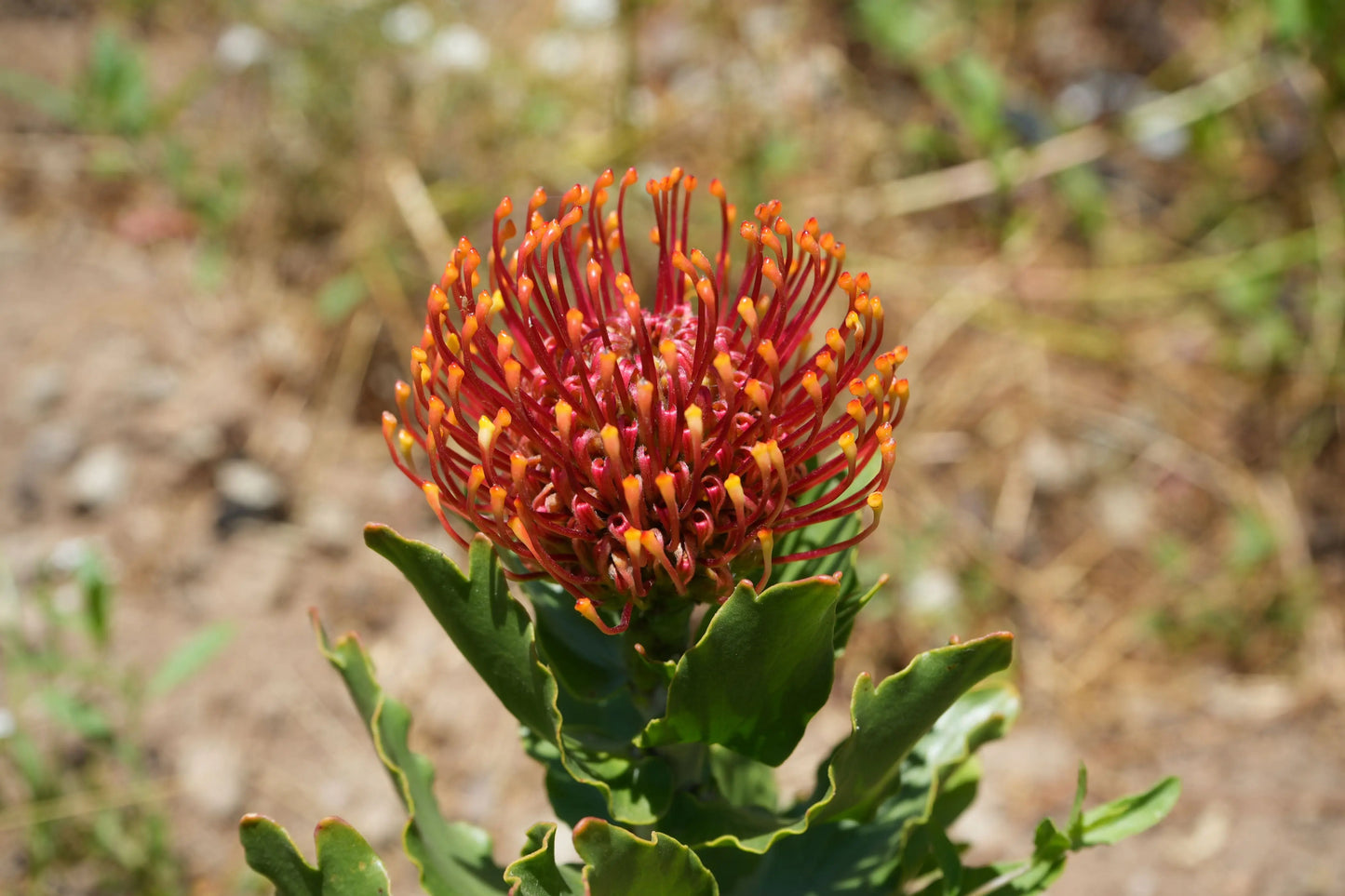 Leucospermum 'Sunrise' | sunrise-like flower clusters pincushion protea plants My Store