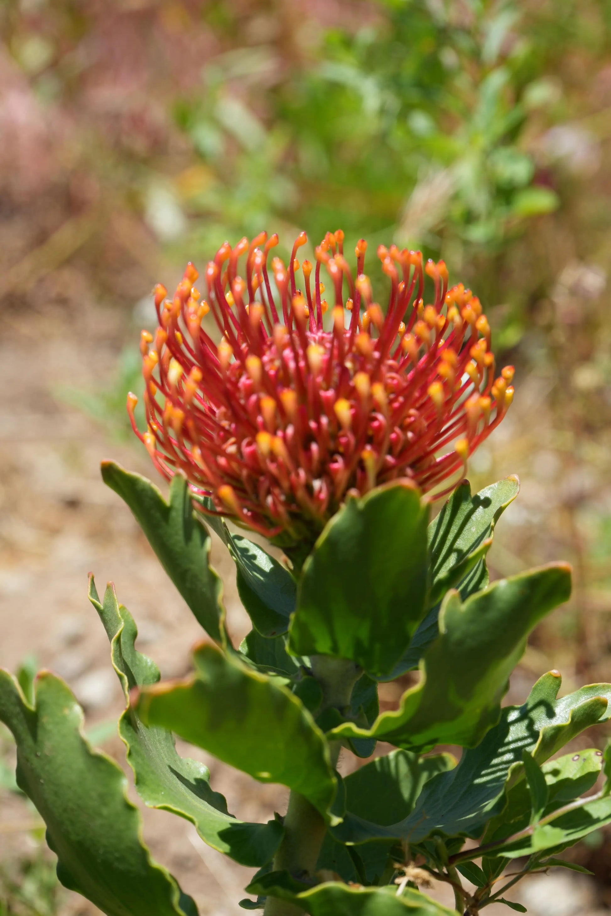 Leucospermum 'Sunrise' | sunrise-like flower clusters pincushion protea plants My Store