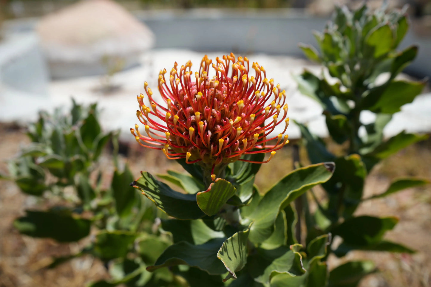 Leucospermum 'Sunrise' | sunrise-like flower clusters pincushion protea plants My Store