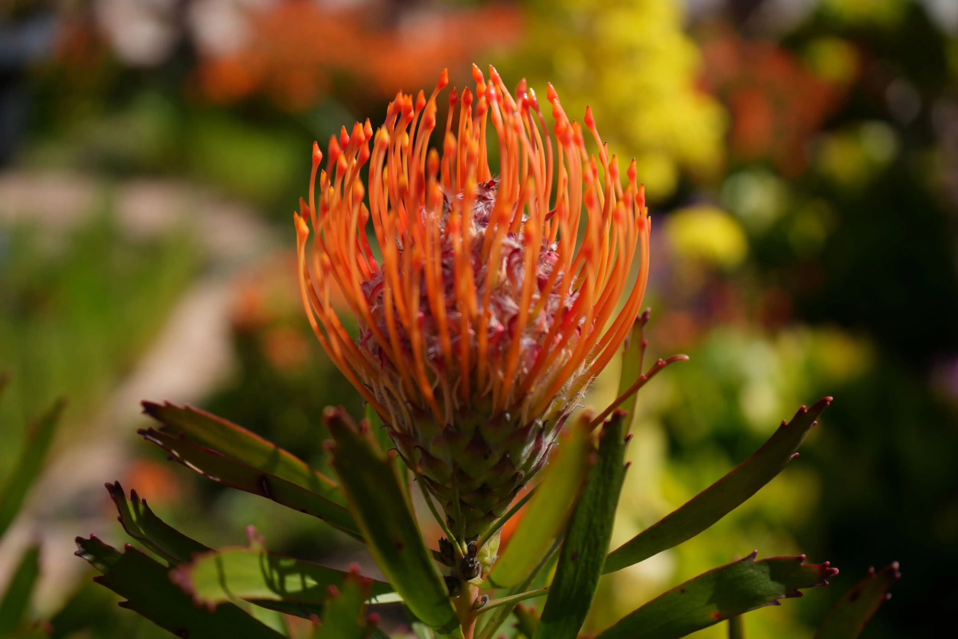 Leucospermum 'Tango' | fiery orange-red flowers pincushion protea plants My Store