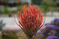 Leucospermum Tango pincushion protea with fiery orange-red blooms outdoors