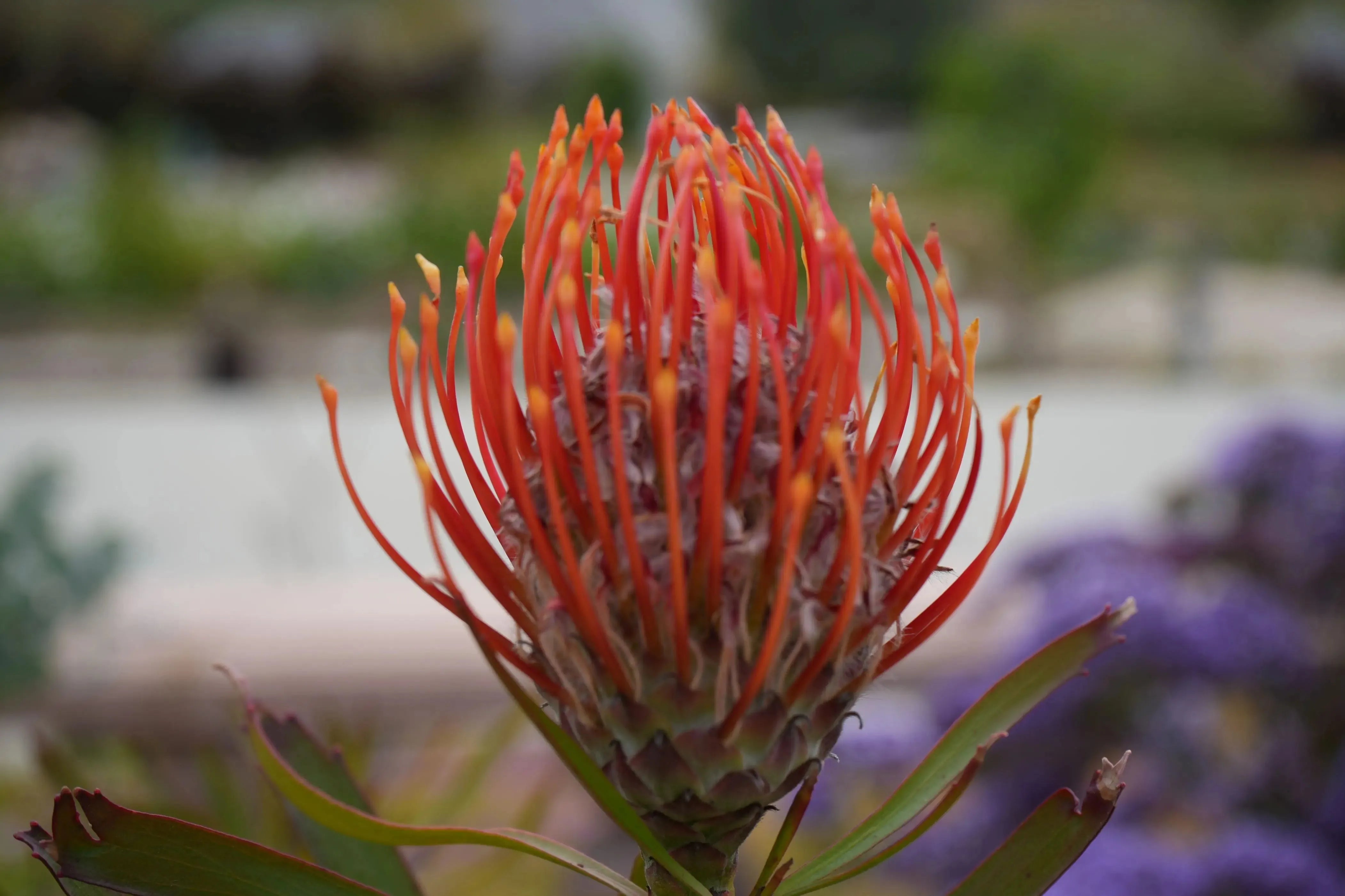 Leucospermum 'Tango' | fiery orange-red flowers pincushion protea