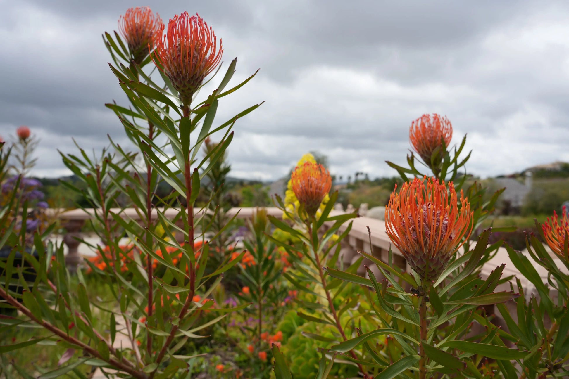 Leucospermum 'Tango' | fiery orange-red flowers pincushion protea plants My Store