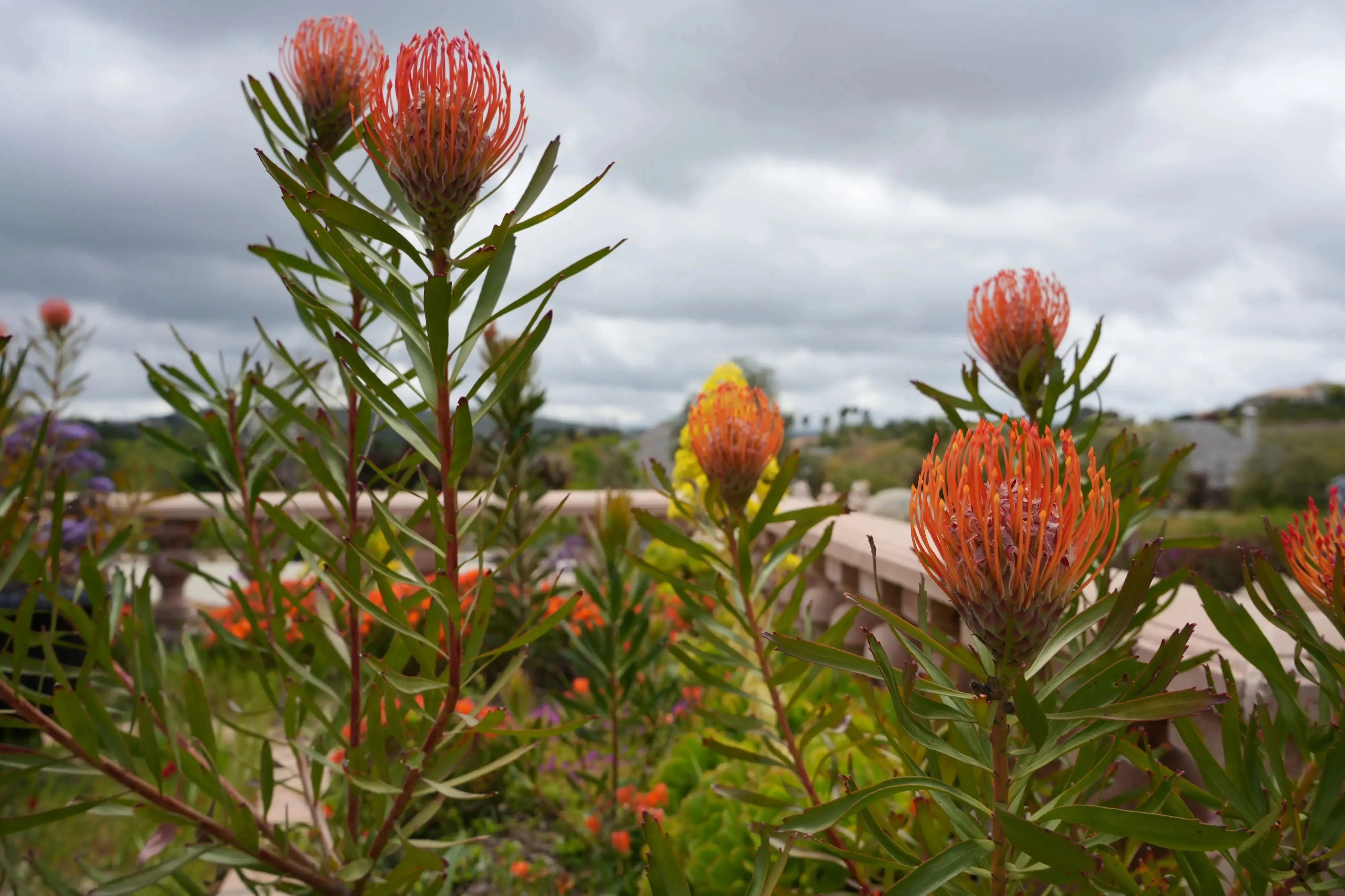 Leucospermum 'Tango' | fiery orange-red flowers pincushion protea