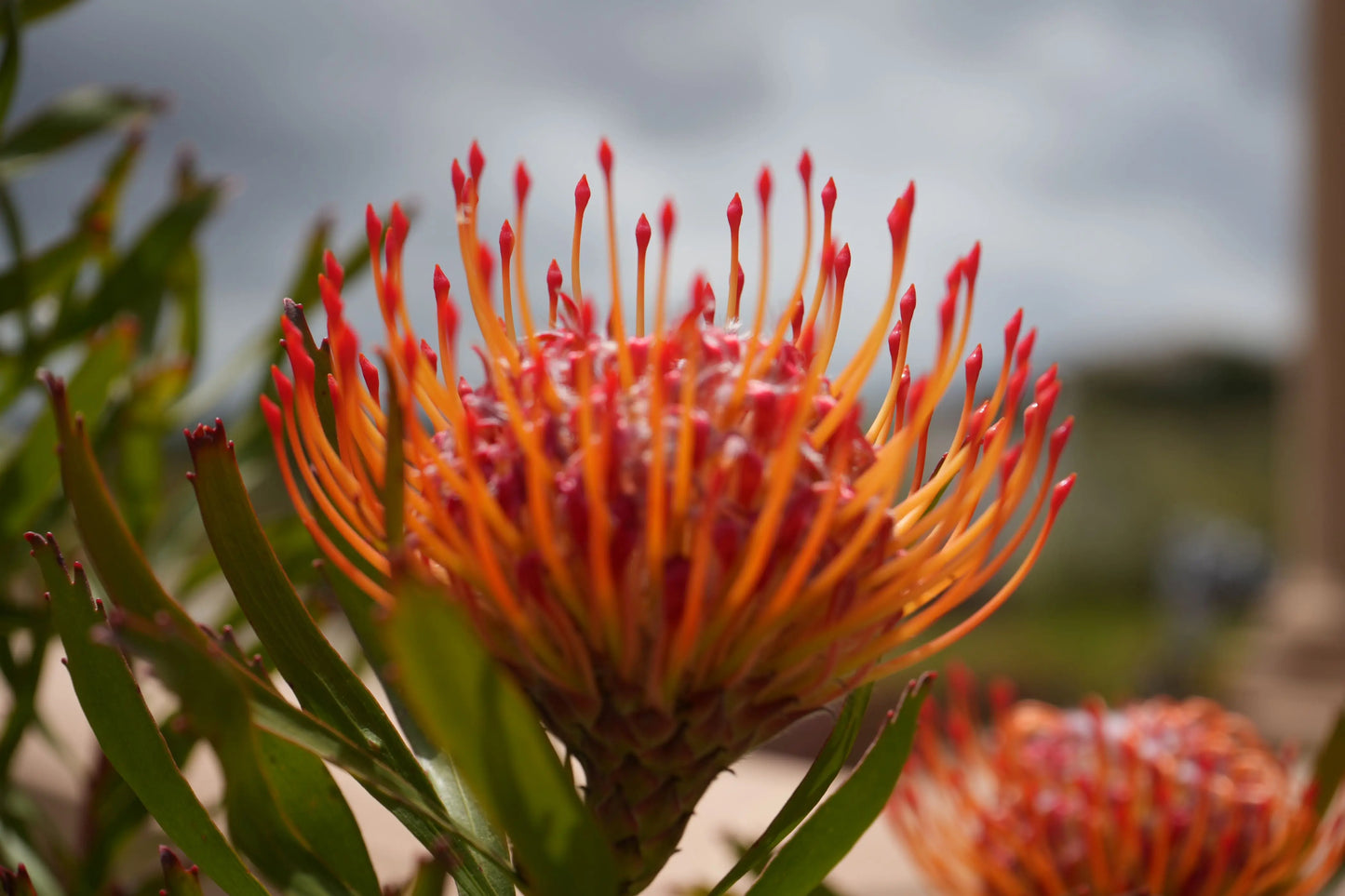 Leucospermum 'Tango' | fiery orange-red flowers pincushion protea plants My Store