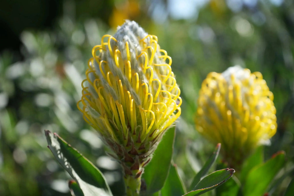 Leucospermum cuneiforme Goldie golden pincushion protea with bright yellow blooms in garden
