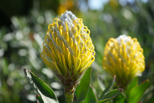 Leucospermum cuneiforme 'Goldie' | golden foamy pincushion protea plants - Bonte Farm