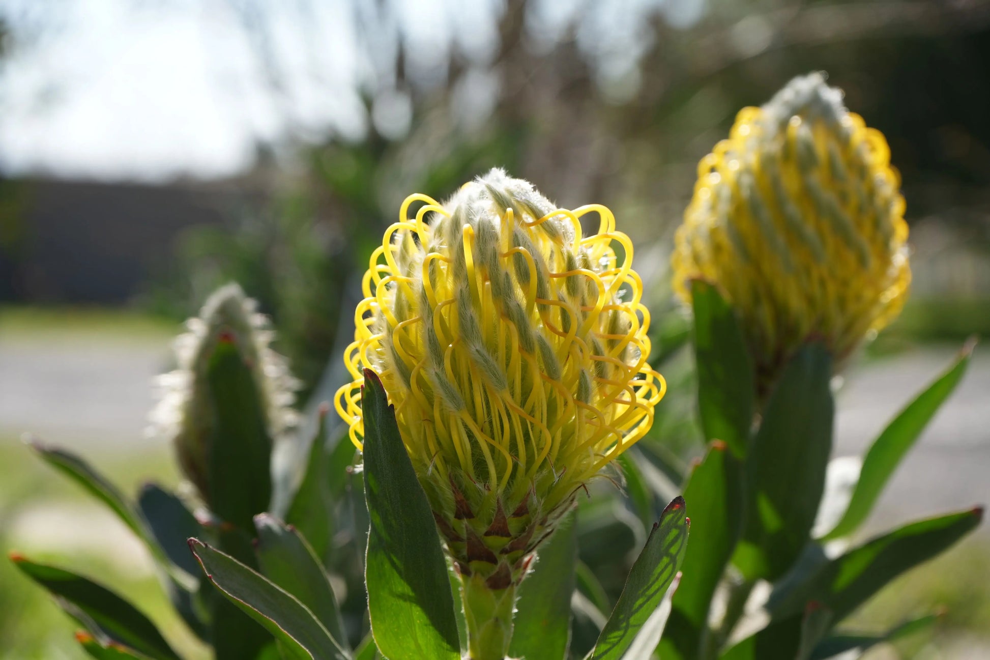 Leucospermum cuneiforme 'Goldie' | golden foamy pincushion protea plants My Store