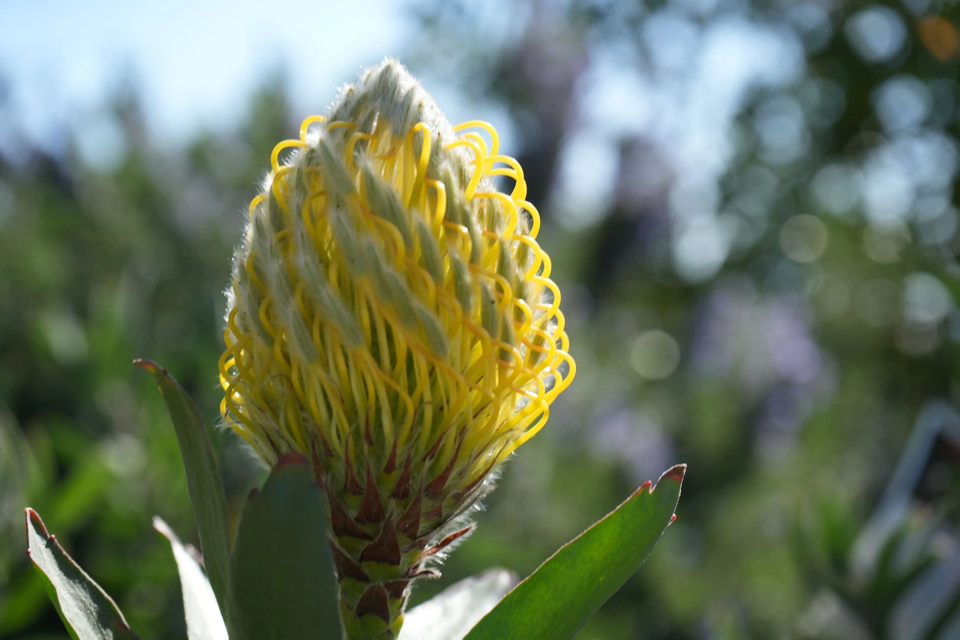 Leucospermum cuneiforme 'Goldie' | golden foamy pincushion protea plants My Store