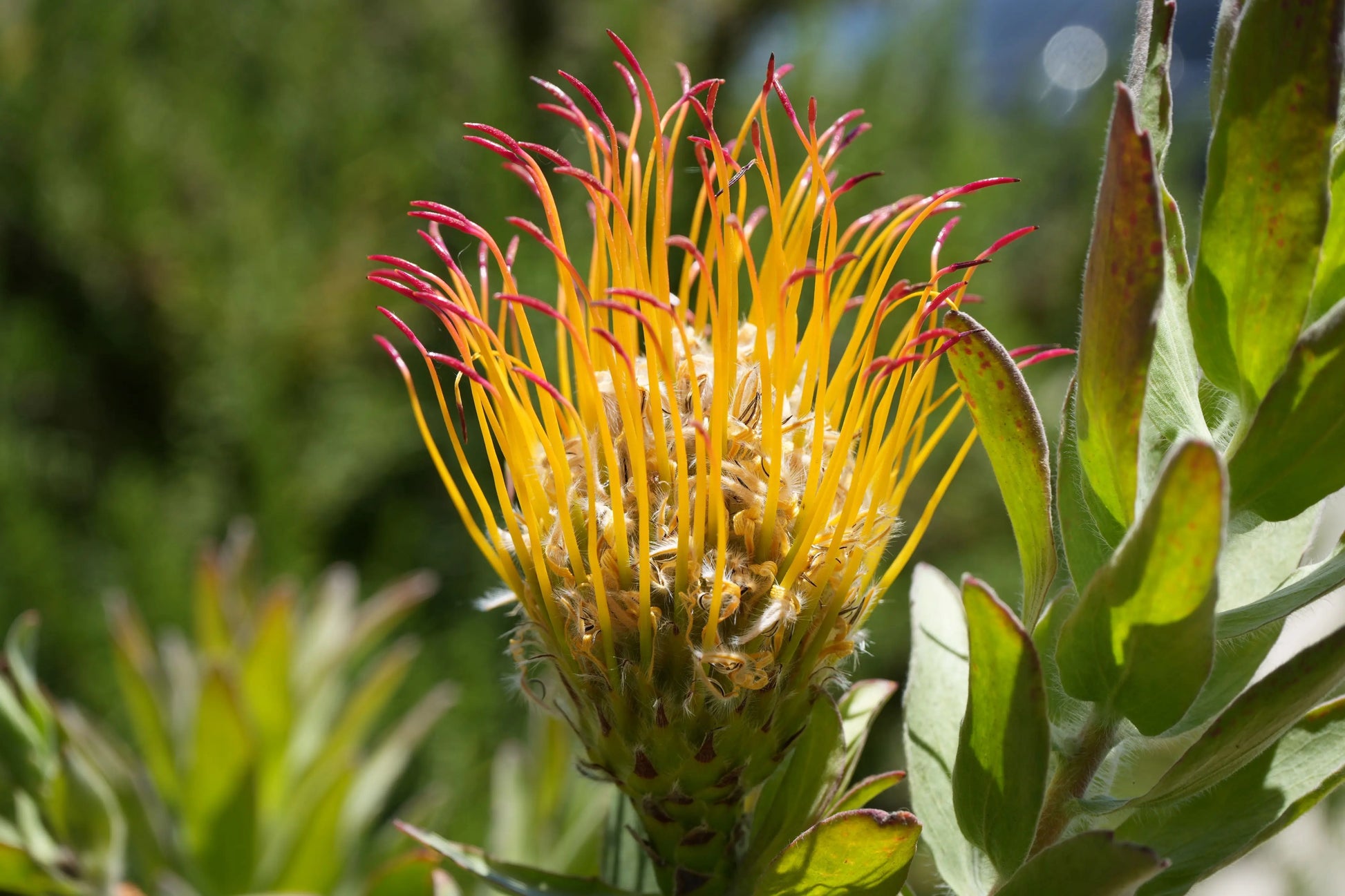 Leucospermum gueinzii | red-orange pincushion protea plants My Store