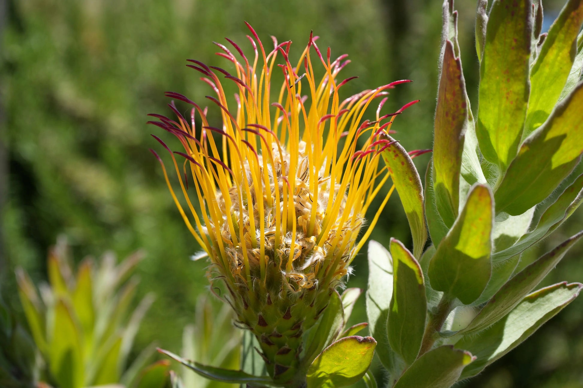 Leucospermum gueinzii | red-orange pincushion protea plants My Store