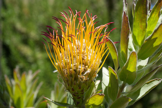 Leucospermum gueinzii | red-orange pincushion protea plants - Bonte Farm