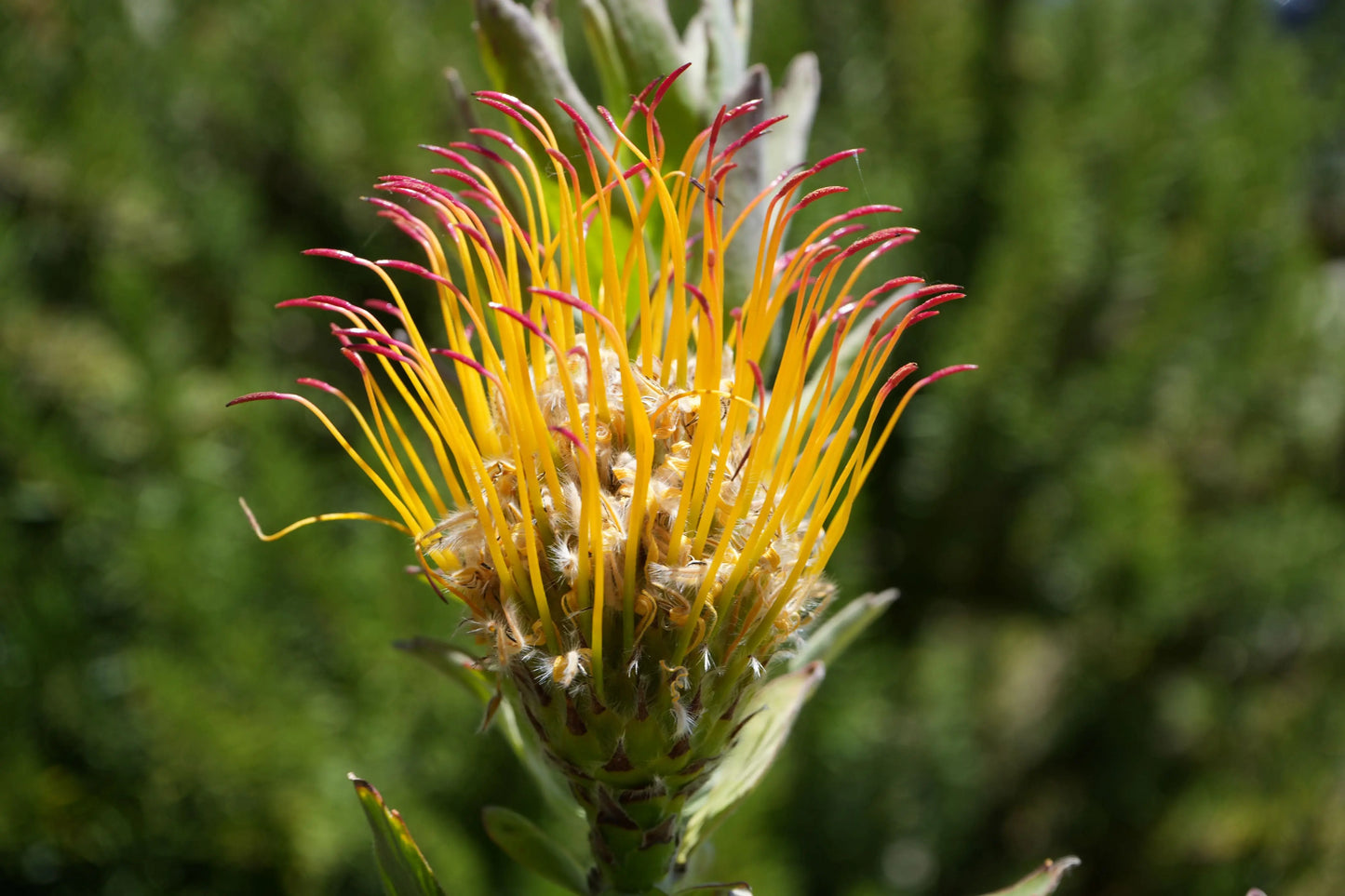 Leucospermum gueinzii | red-orange pincushion protea plants My Store