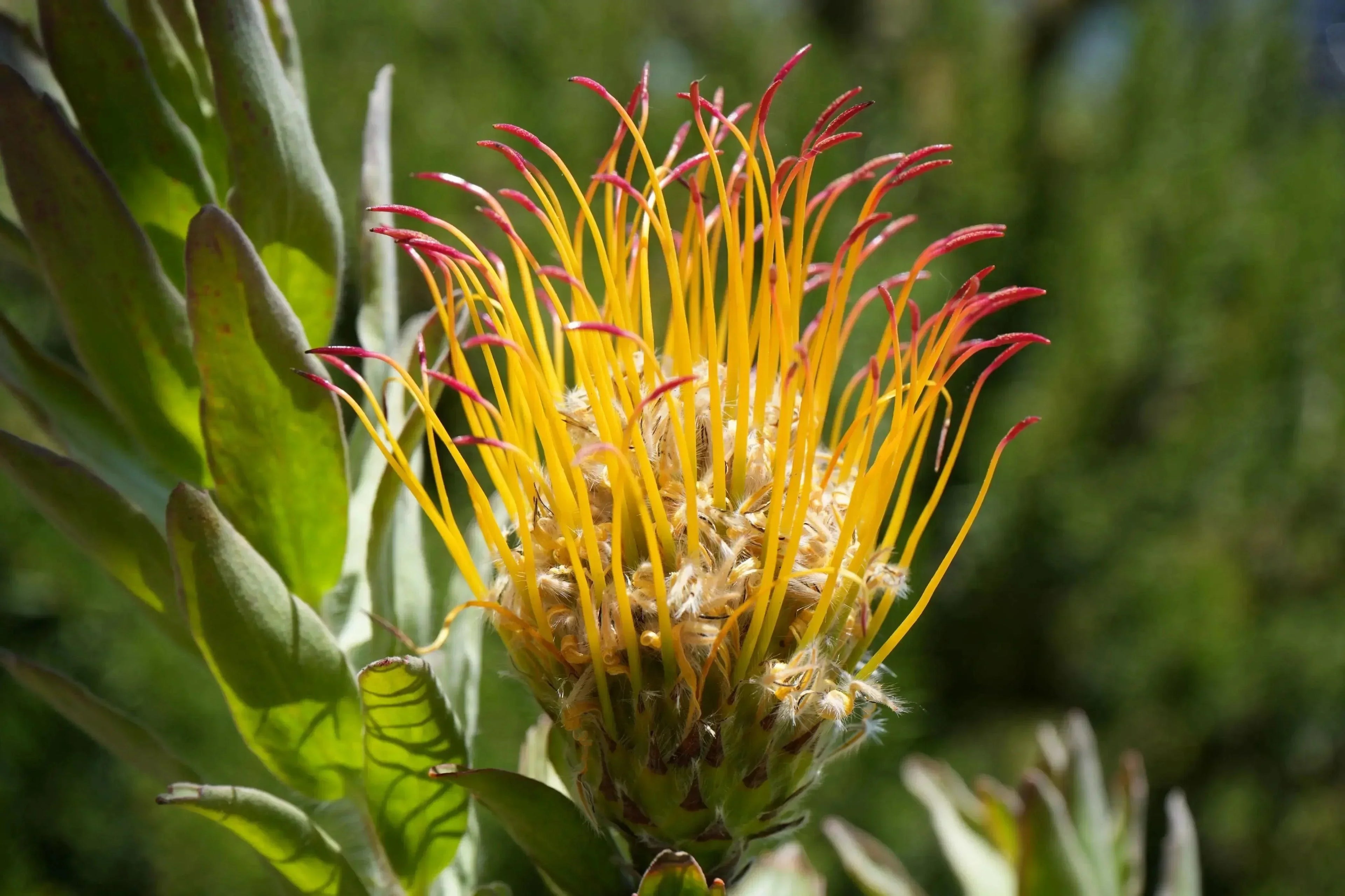 Leucospermum gueinzii: A Spiky Sensation, Red Orange Pincushion – Bonte ...