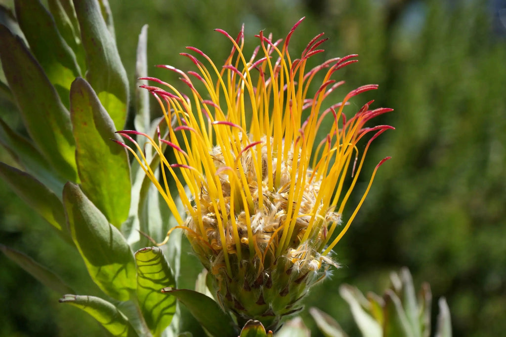 Leucospermum gueinzii red-orange pincushion protea flower with spiky petals outdoors