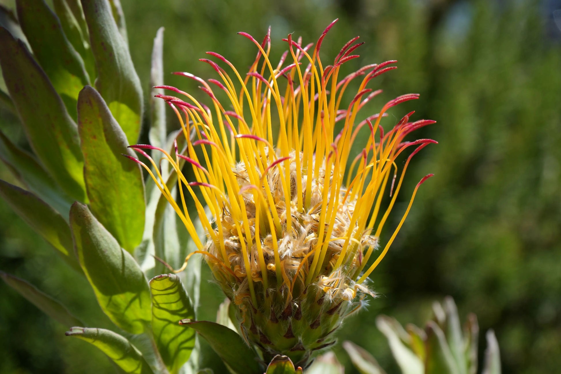 Leucospermum gueinzii | red-orange pincushion protea plants My Store